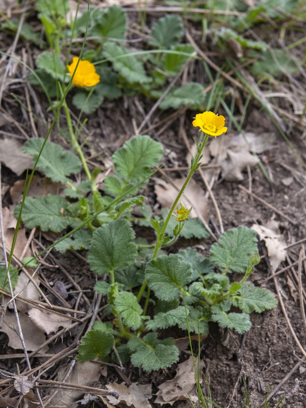 Geum sylvaticum.01