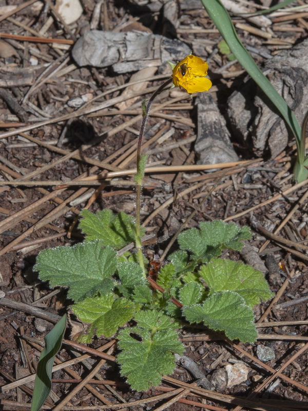 Geum sylvaticum.02