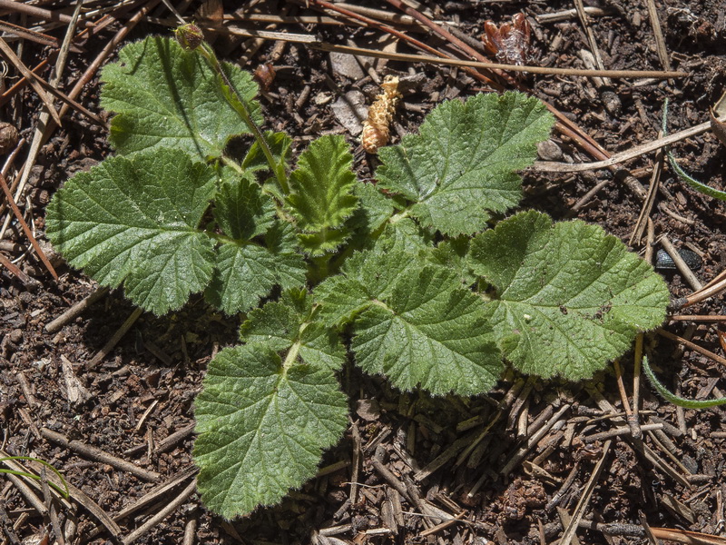 Geum sylvaticum.03