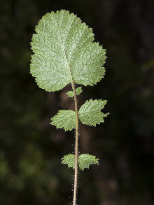 Geum sylvaticum.04