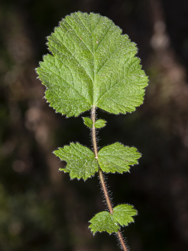 Geum sylvaticum.05