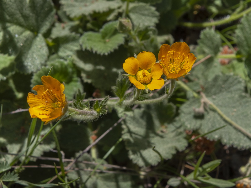 Geum sylvaticum.07