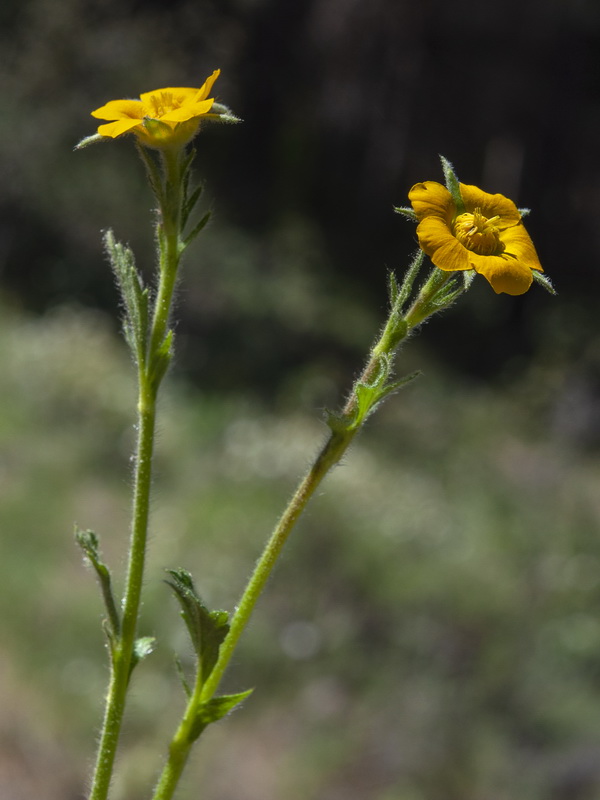 Geum sylvaticum.08