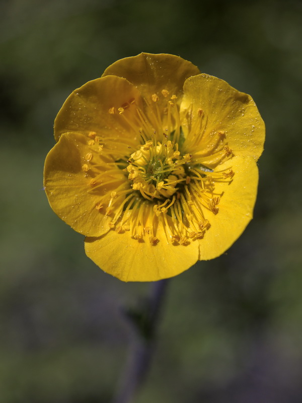 Geum sylvaticum.09