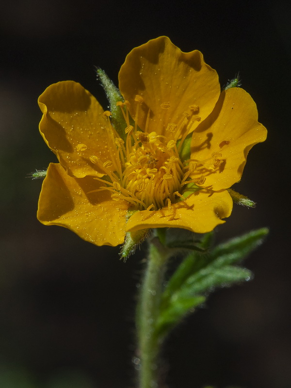 Geum sylvaticum.11