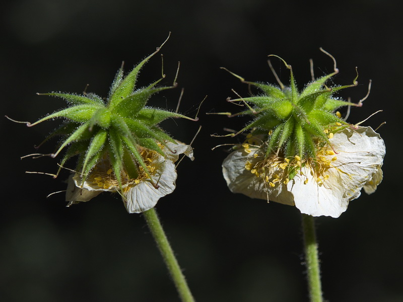 Geum sylvaticum.18