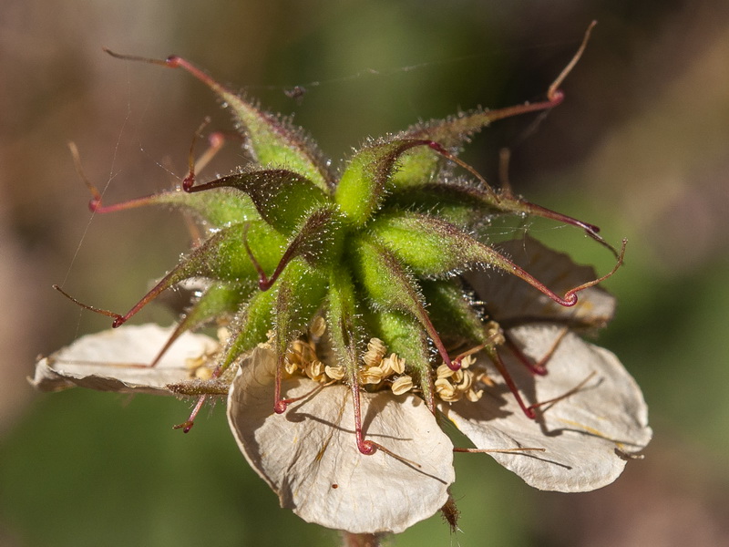 Geum sylvaticum.20