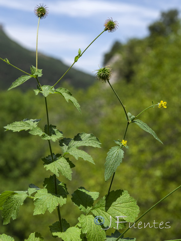 Geum urbanum.01