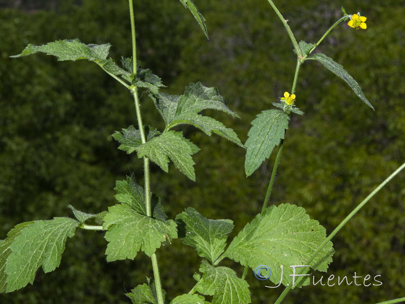 Geum urbanum.02