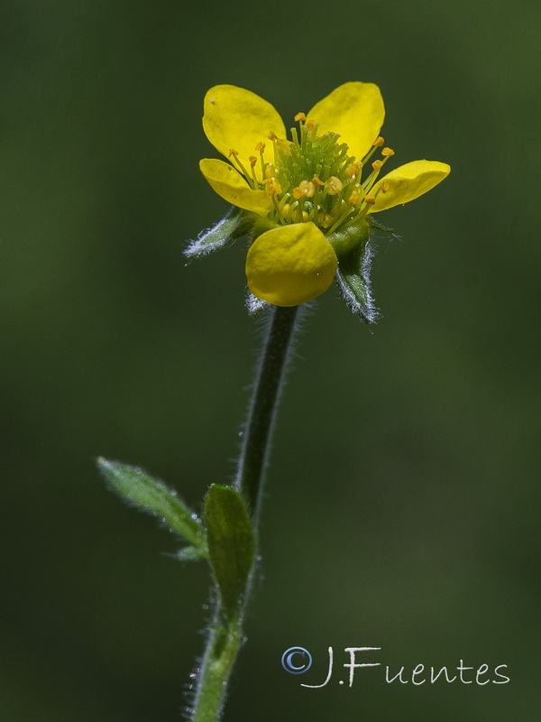 Geum urbanum.03