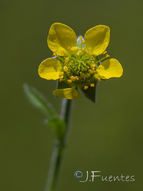 Geum urbanum.04