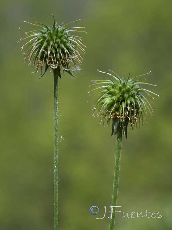 Geum urbanum.05