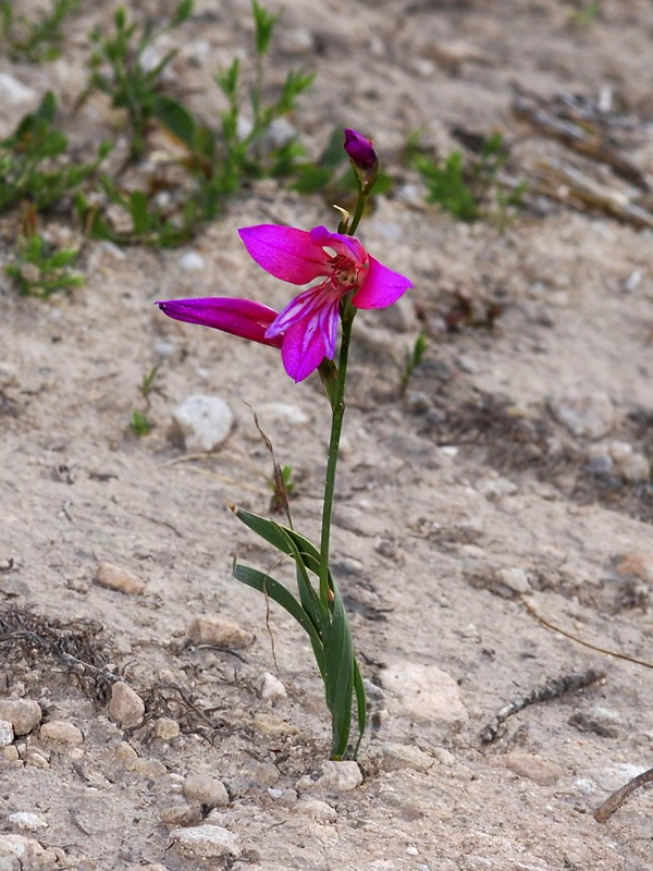 Gladiolus communis.02