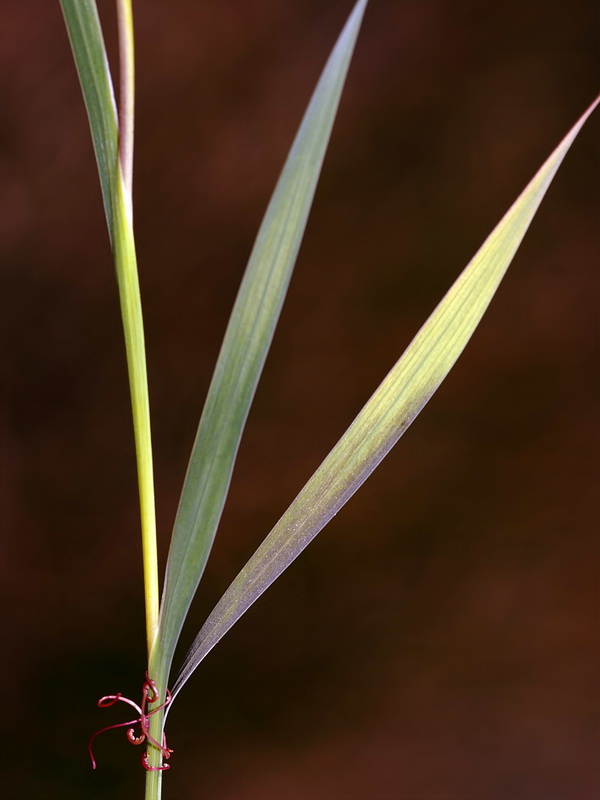 Gladiolus communis.03