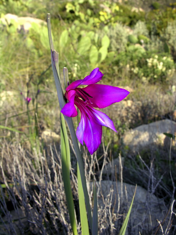 Gladiolus communis.06
