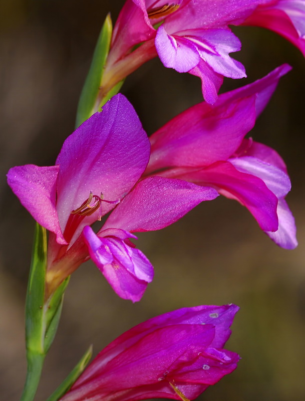 Gladiolus communis.09