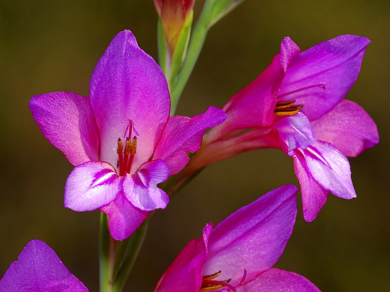 Gladiolus communis.10