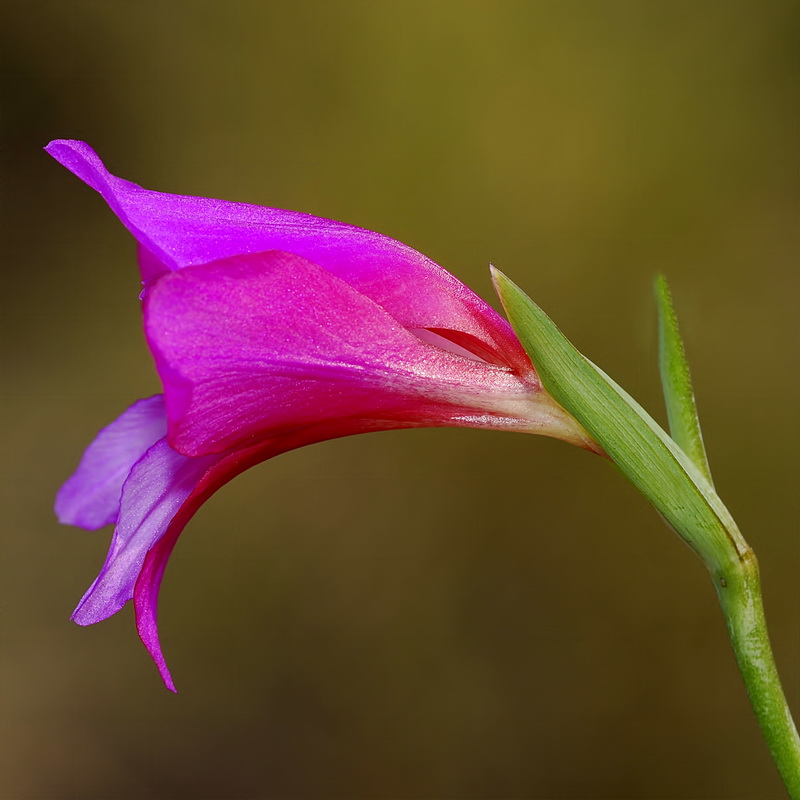 Gladiolus communis.14