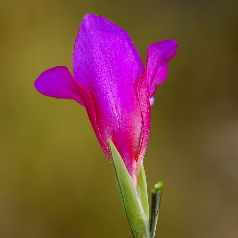 Gladiolus communis.15