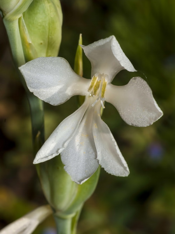 Gladiolus communis.19