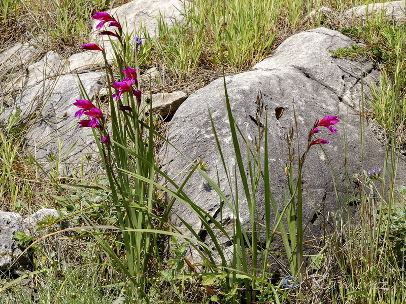 Gladiolus communis.21