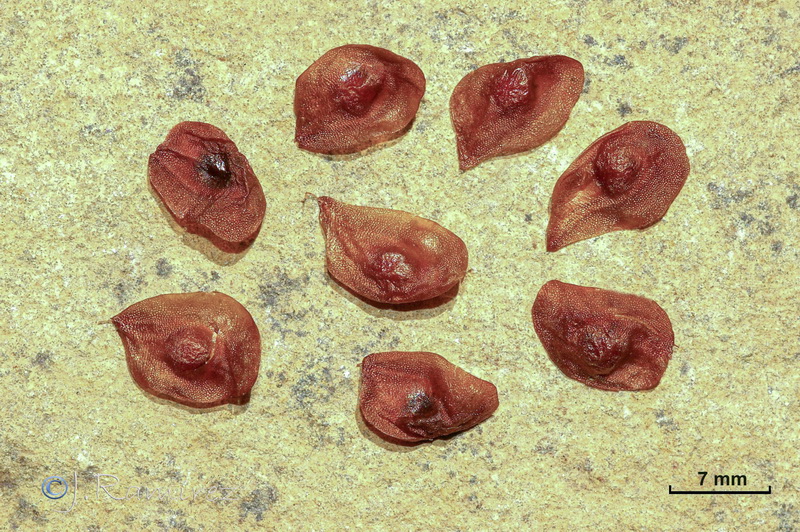 Gladiolus communis.28