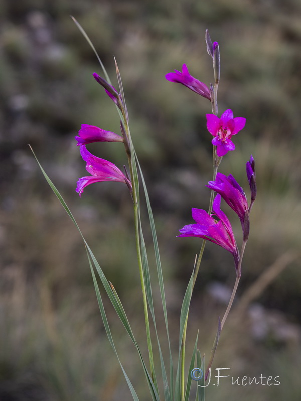 Gladiolus communis.29