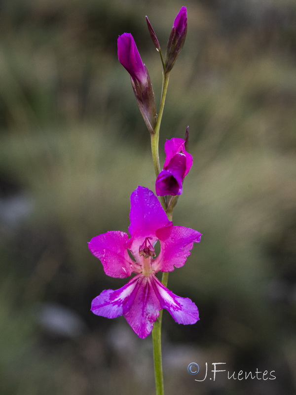 Gladiolus communis.30