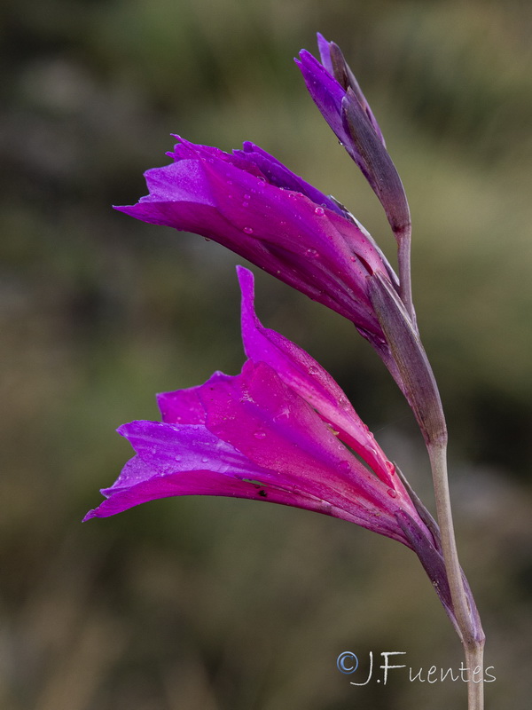Gladiolus communis.32