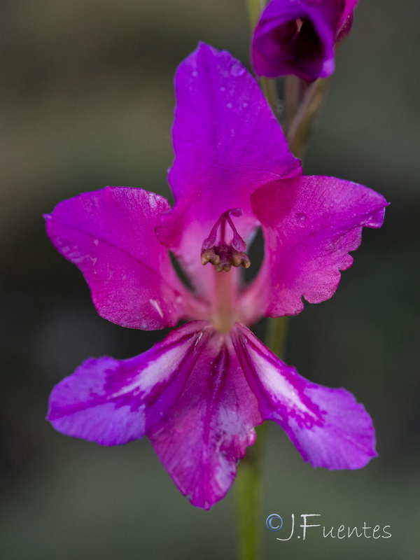 Gladiolus communis.33
