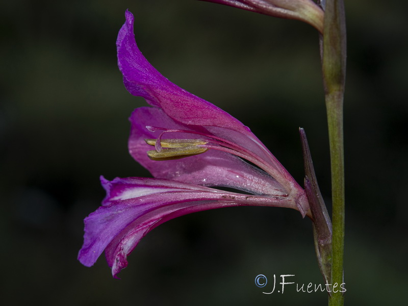 Gladiolus communis.35