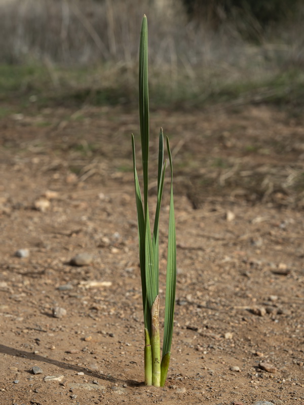 Gladiolus communis.36