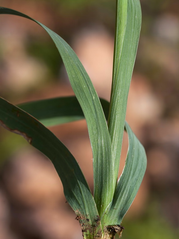 Gladiolus italicus.05