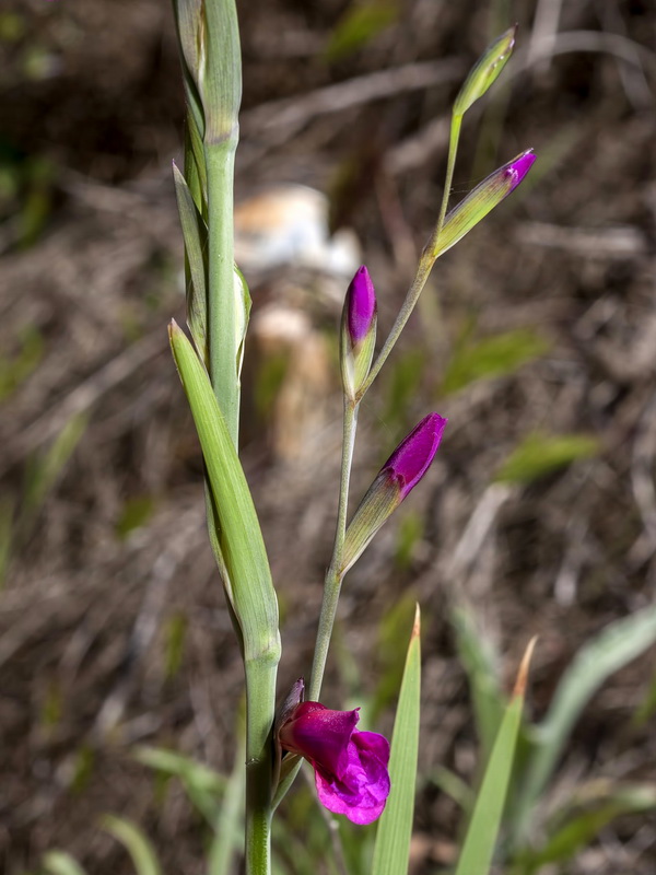 Gladiolus italicus.06