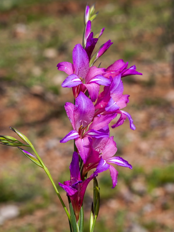 Gladiolus italicus.09