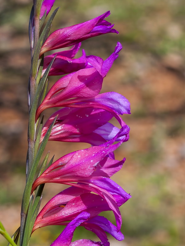 Gladiolus italicus.10