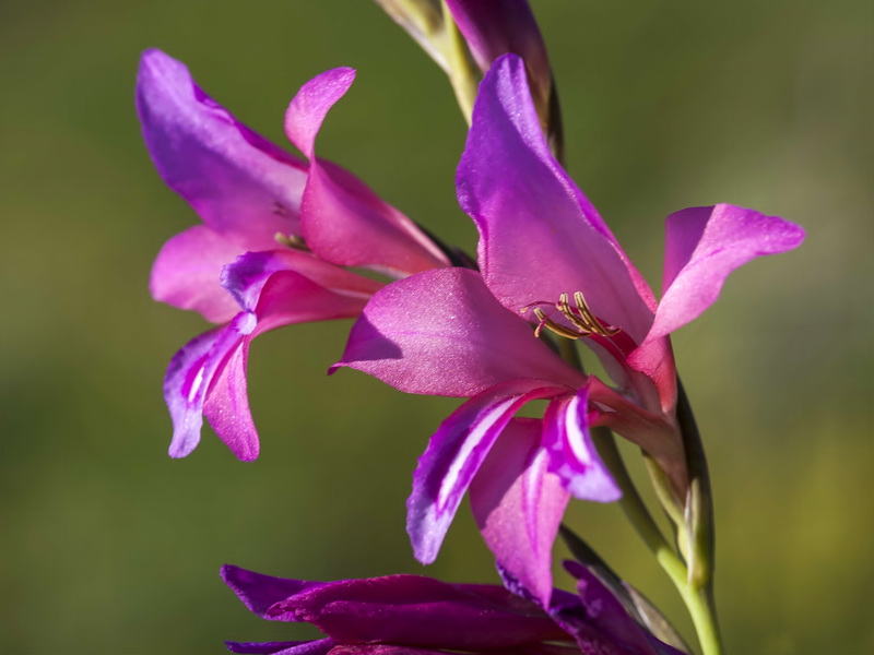 Gladiolus italicus.12