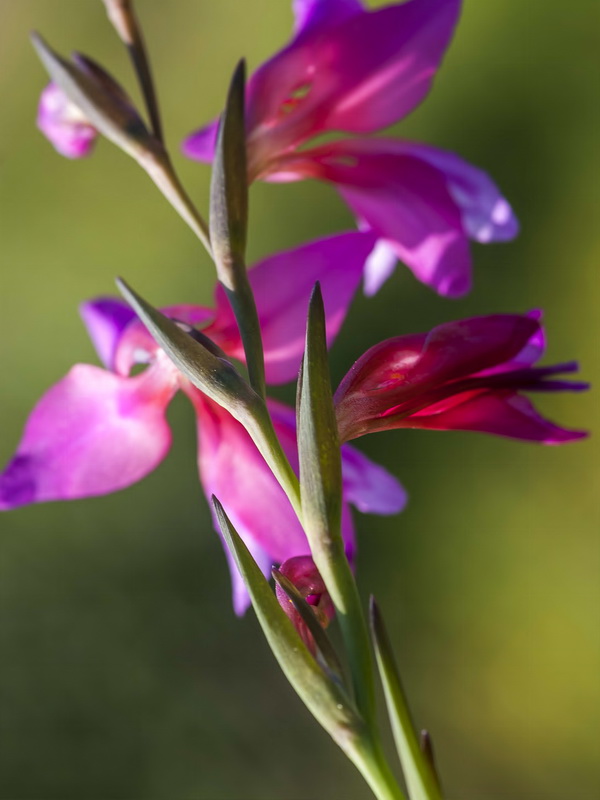 Gladiolus italicus.15