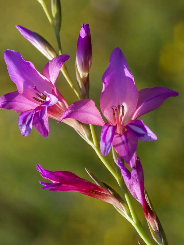 Gladiolus italicus.16