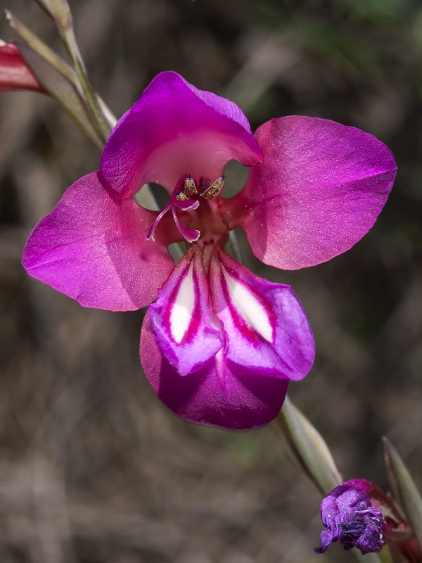 Gladiolus italicus.17