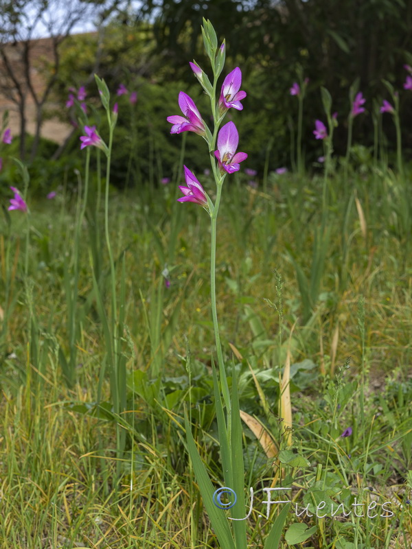 Gladiolus italicus.19