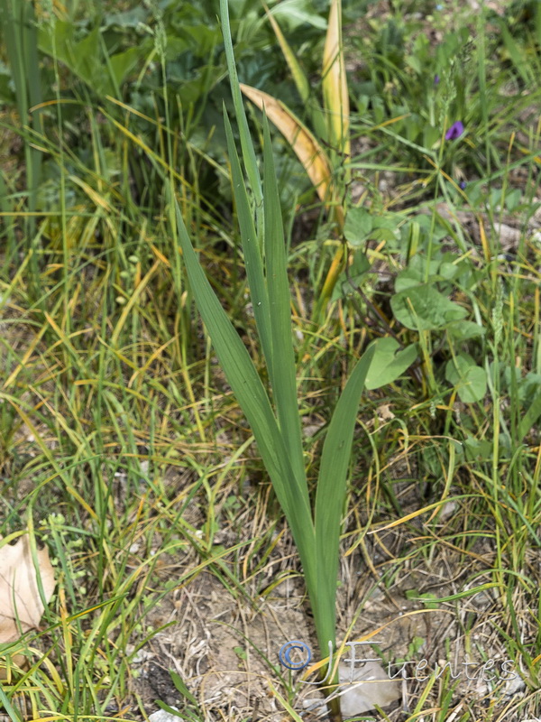 Gladiolus italicus.20