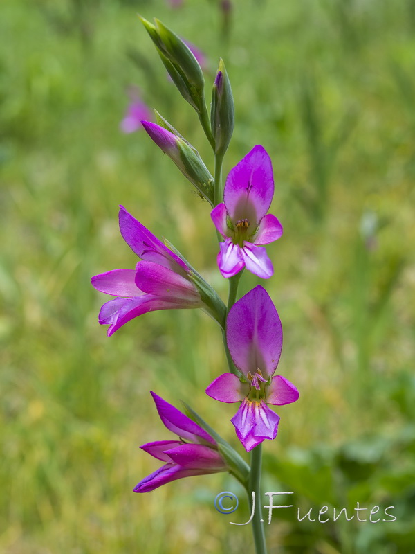 Gladiolus italicus.21