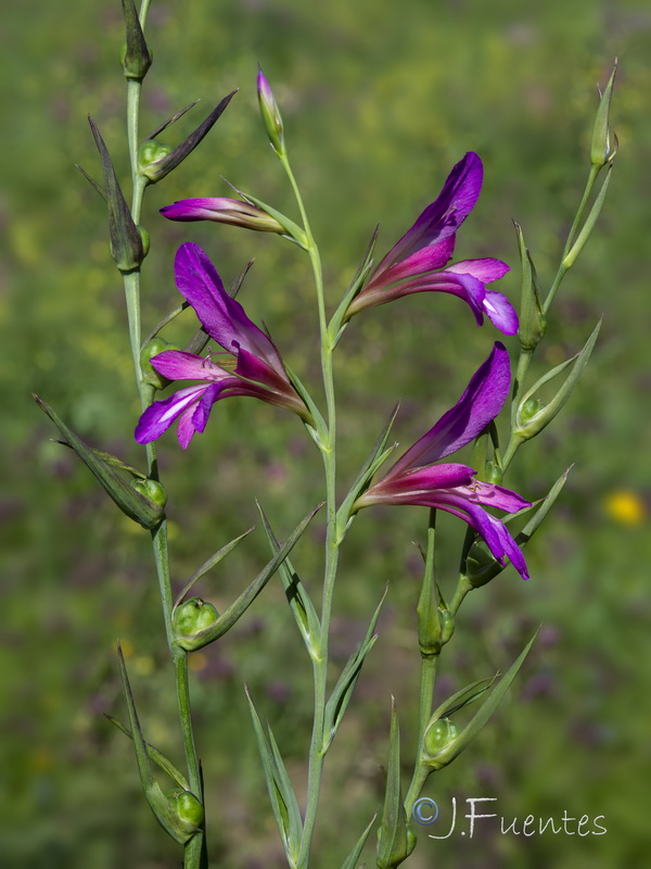 Gladiolus italicus.24