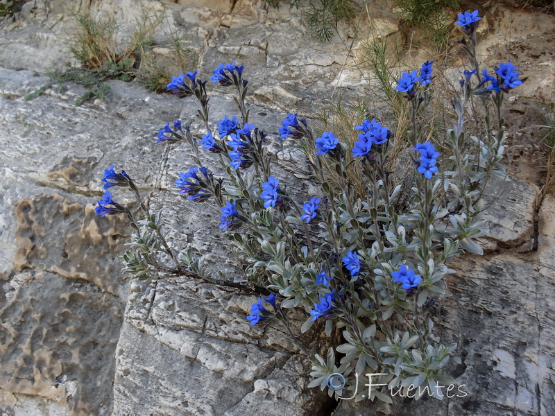 Glandora nitida.05