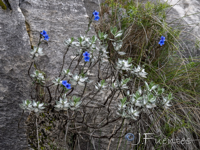 Glandora nitida.01