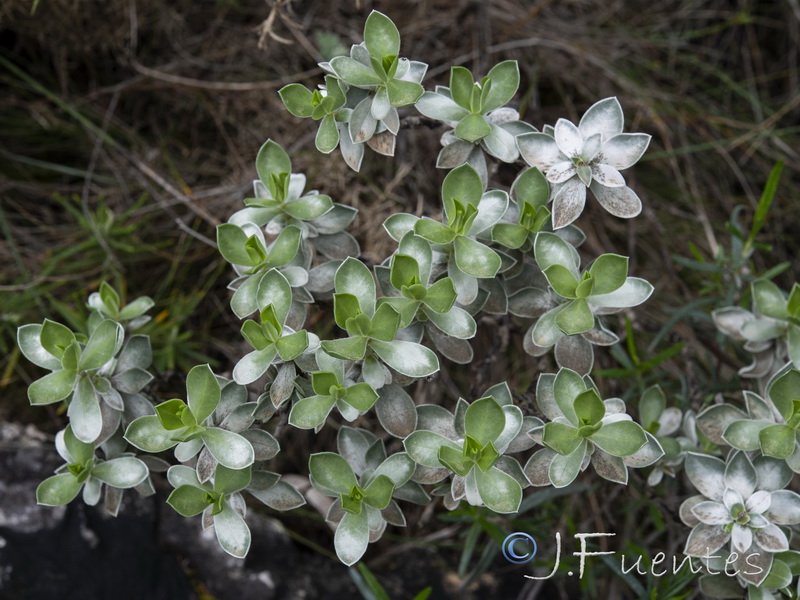 Glandora nitida.32