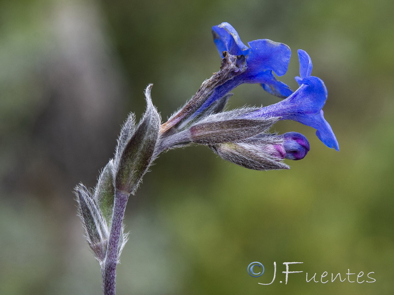 Glandora nitida.08