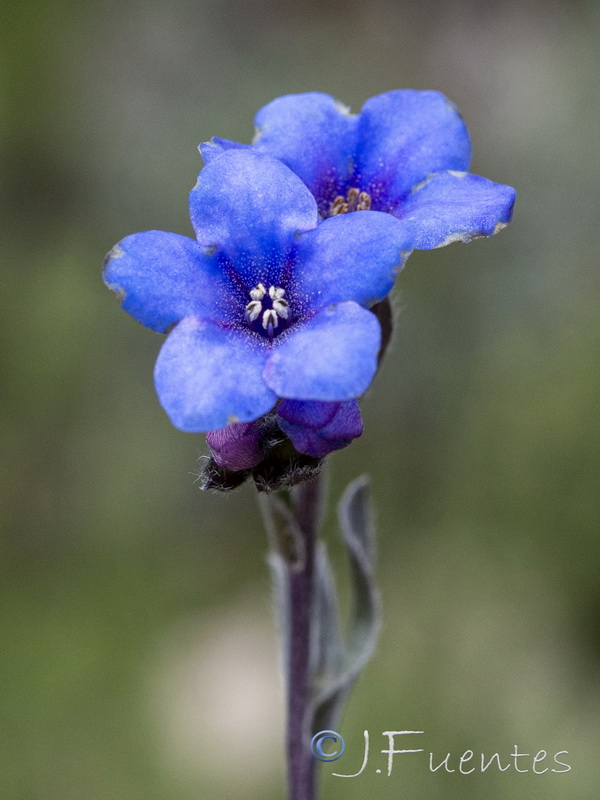 Glandora nitida.11