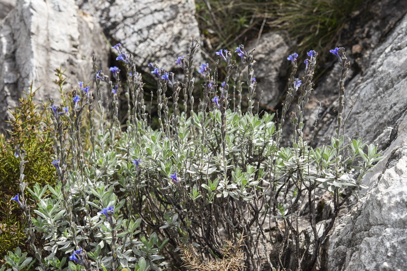 Glandora nitida.38